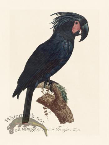 Barraband Parrot 012